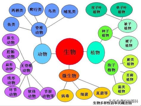 界門綱目科屬種查詢|界门纲目科属种（生物分类学名词）